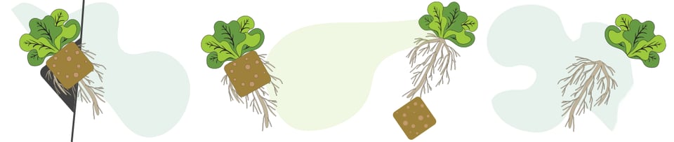 horizontal-illustration-v1
